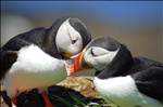 Puffin Courtship.